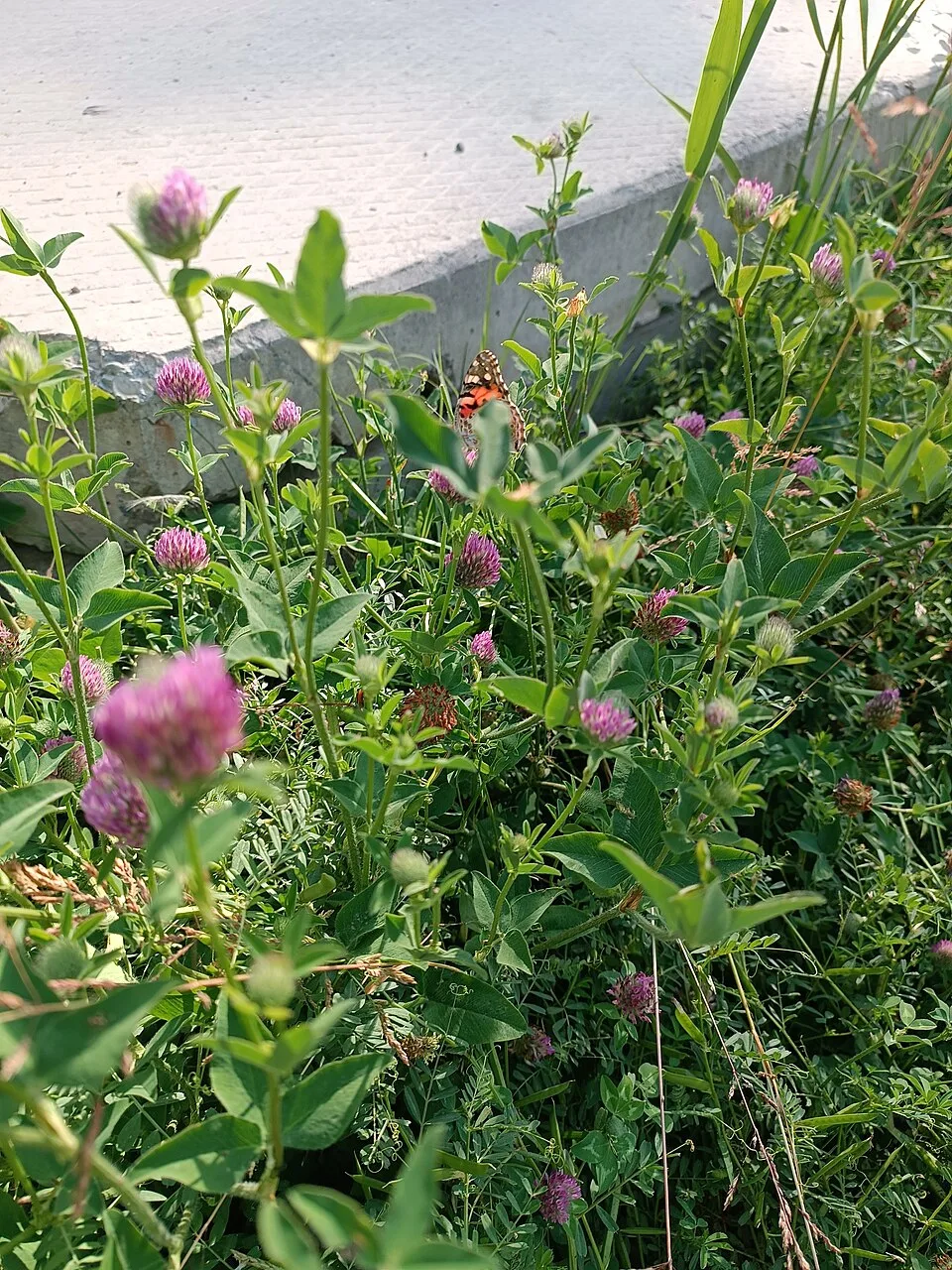 Introduction de légumineuses