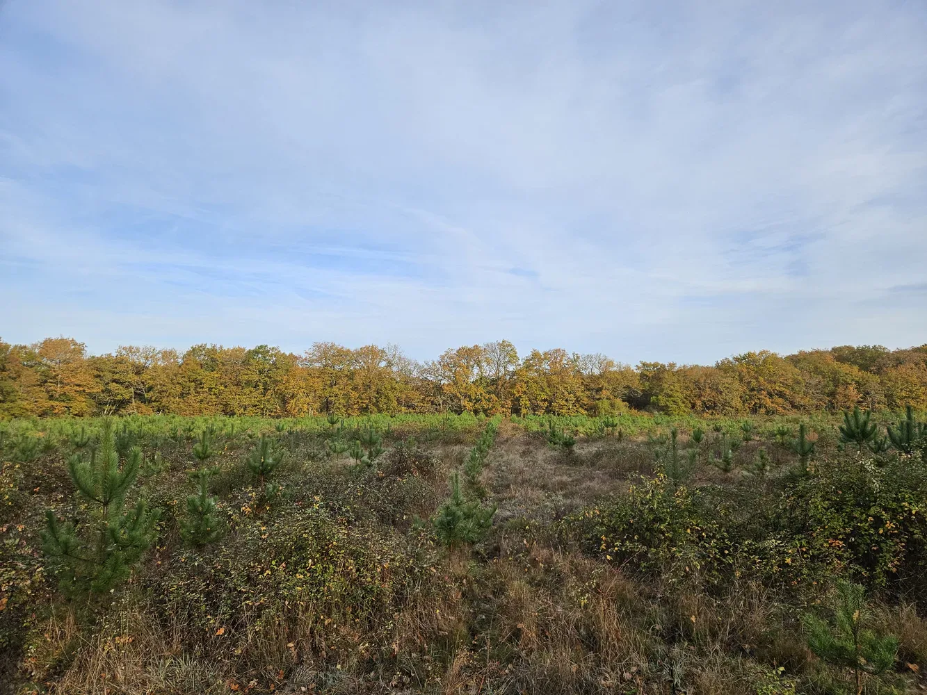 le bois rennetour — photo 1