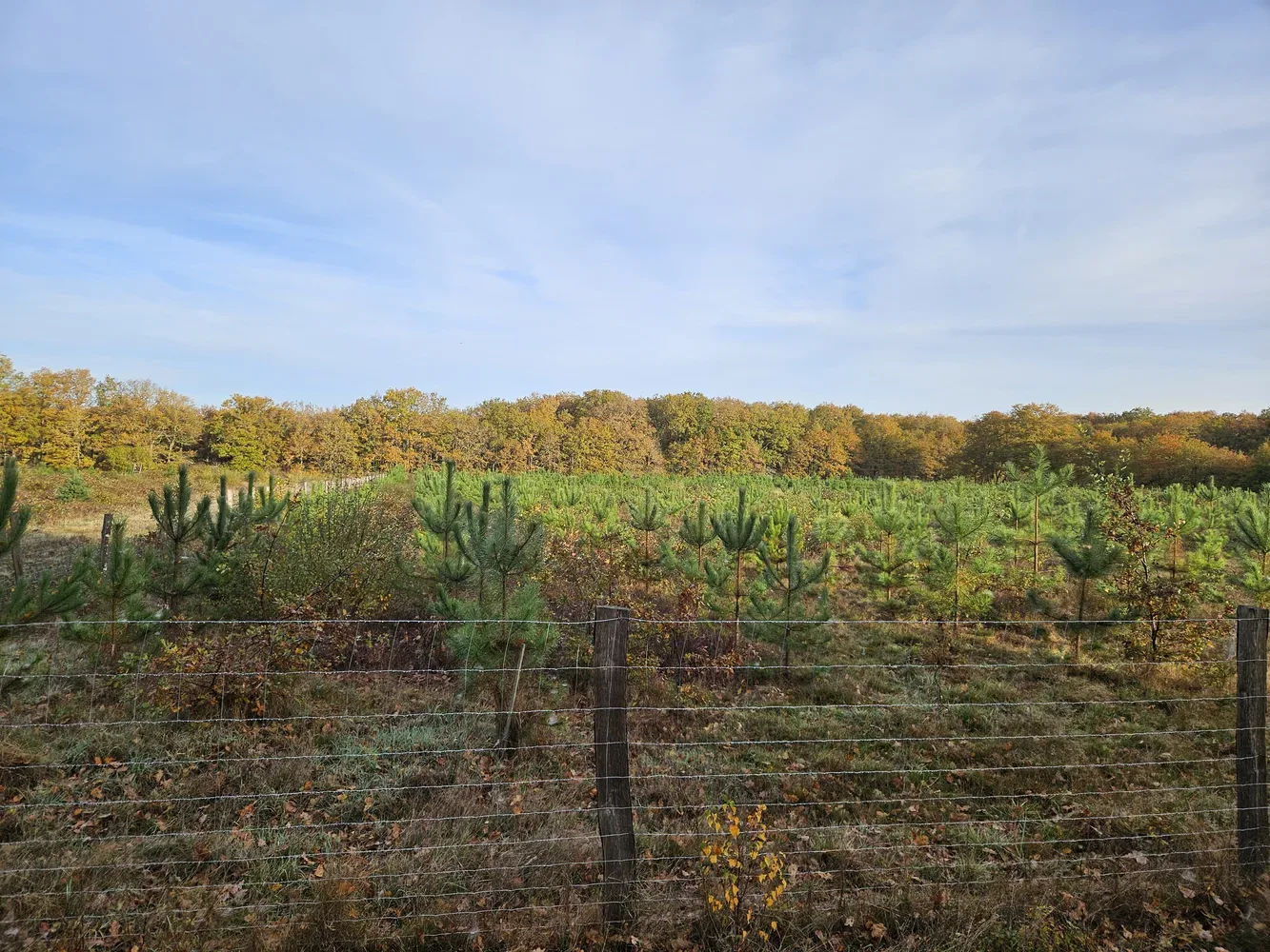 le bois rennetour — photo 2