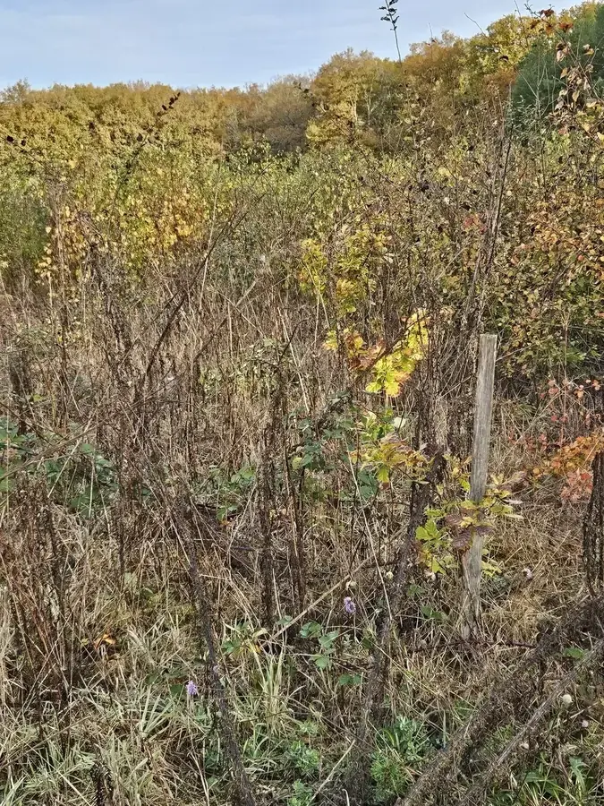 le bois rennetour — photo 3