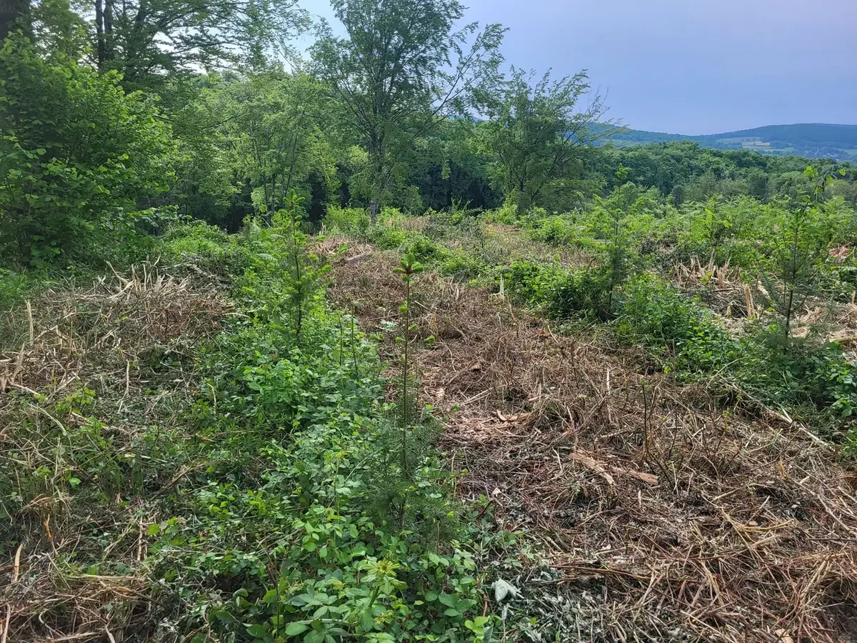 le bois de huez — photo 1