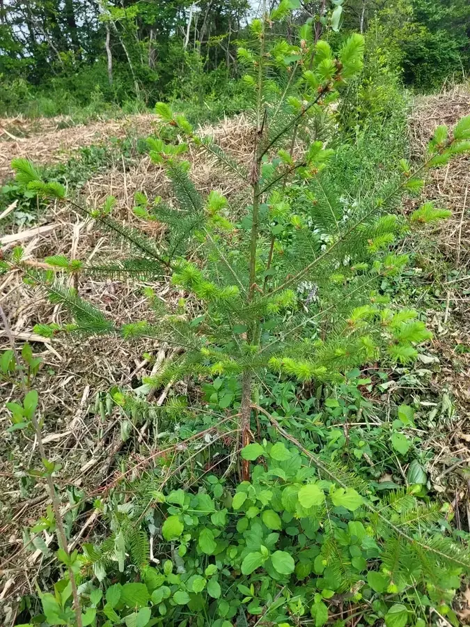 le bois de huez — photo 3