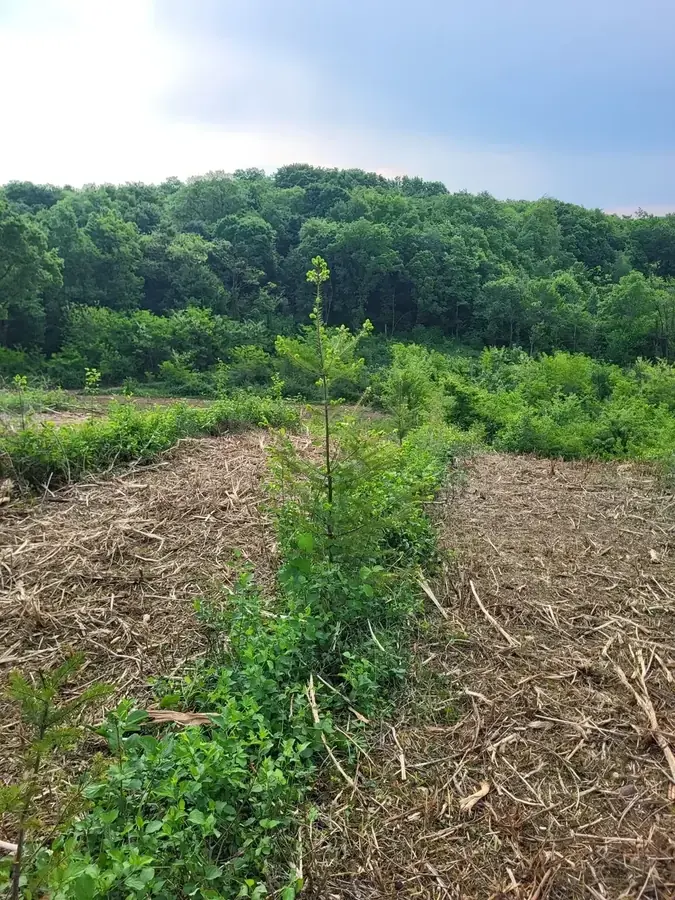 le bois de huez — photo 4