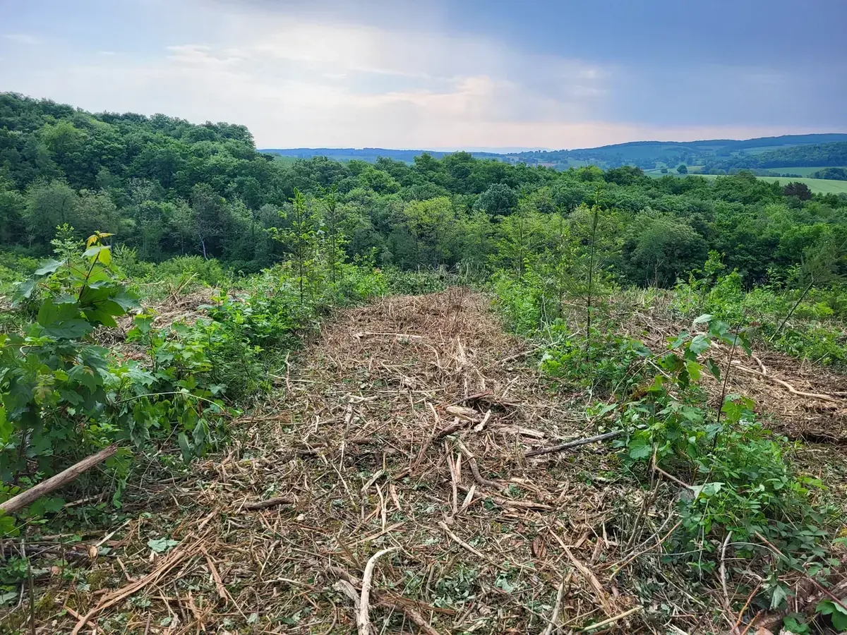le bois de huez — photo 5