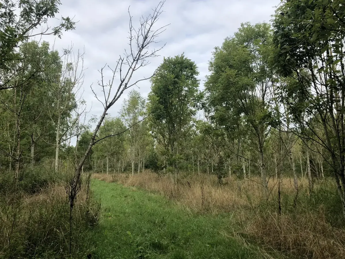 le bois de la grande piece — photo 2