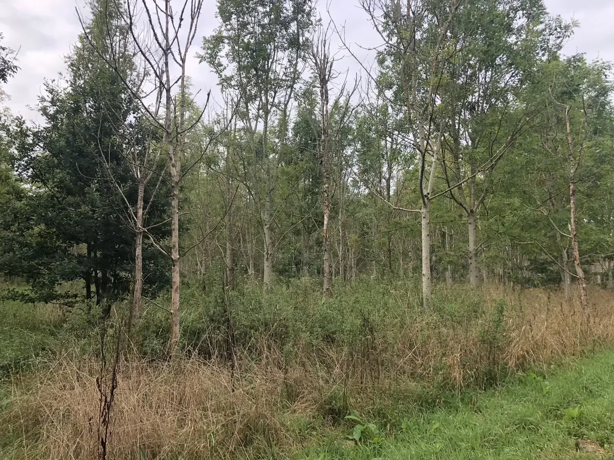 le bois de la grande piece — photo 3