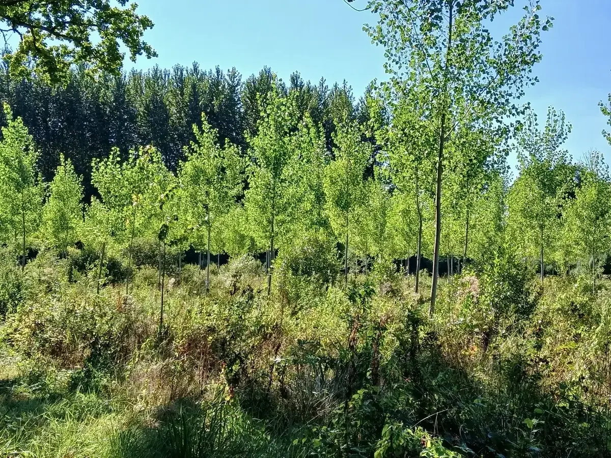 le bois du tilleul — photo 1