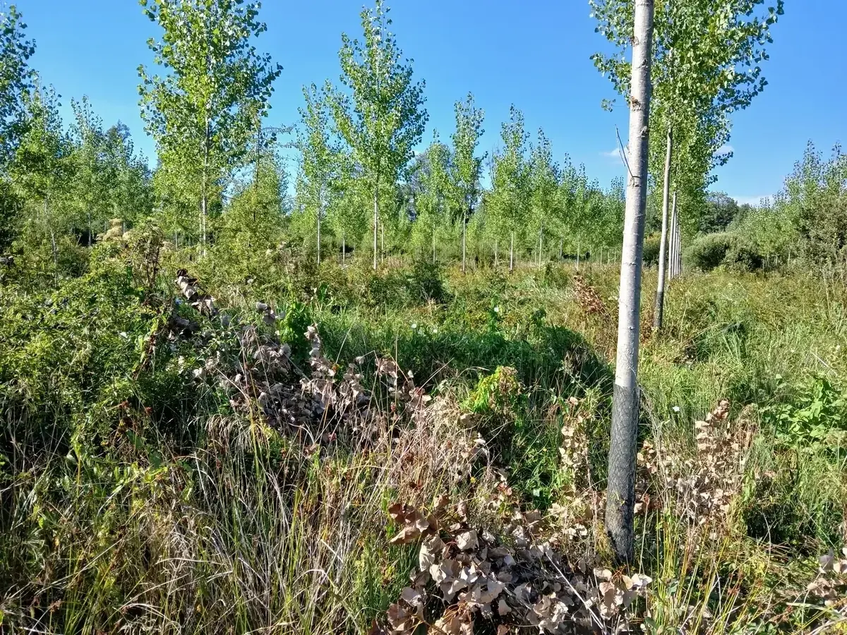 le bois du tilleul — photo 2