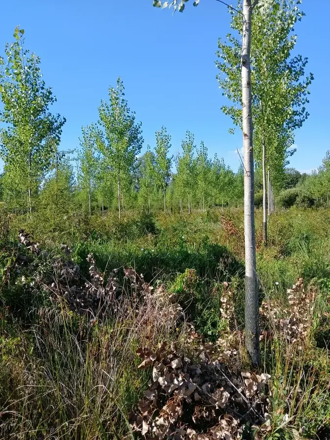 le bois du tilleul — photo 3