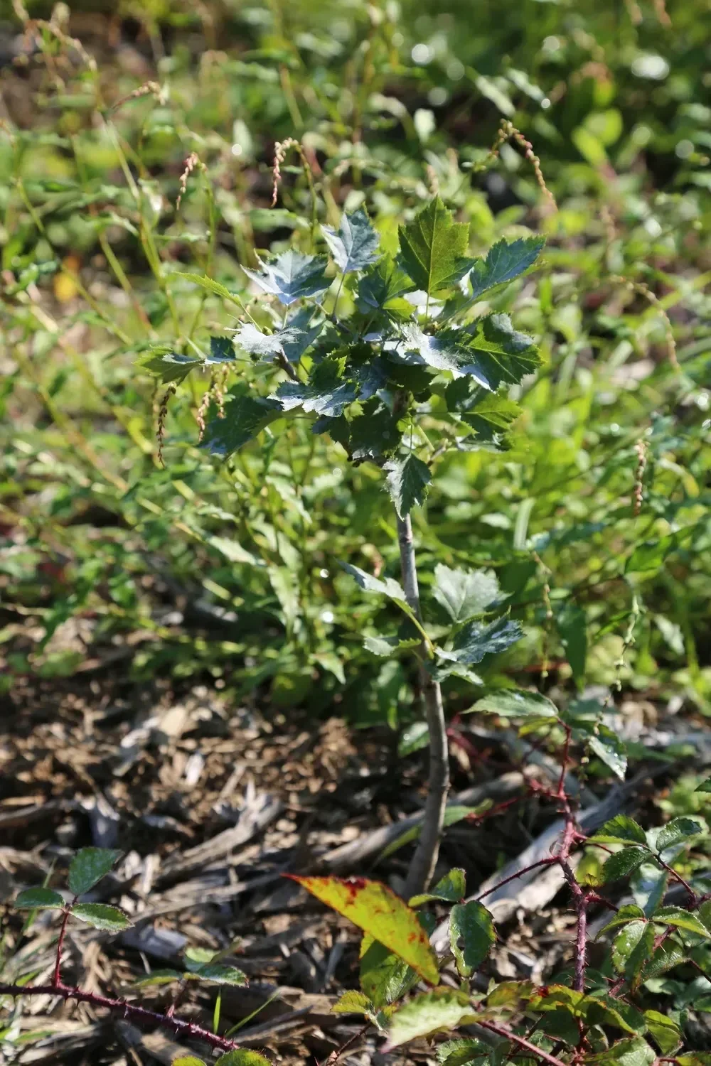 le rond bois de la folie — photo 1