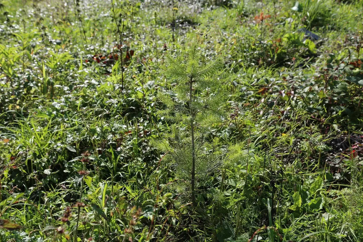 le rond bois de la folie — photo 2