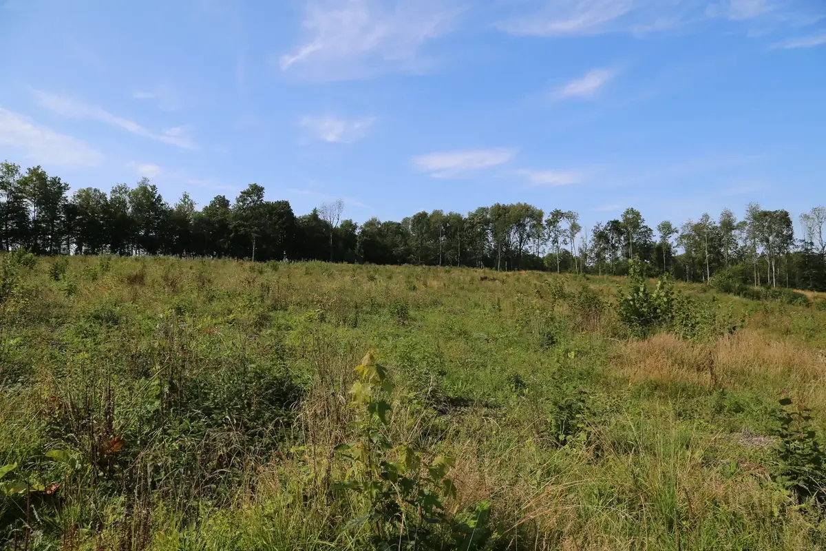 le rond bois de la folie — photo 3