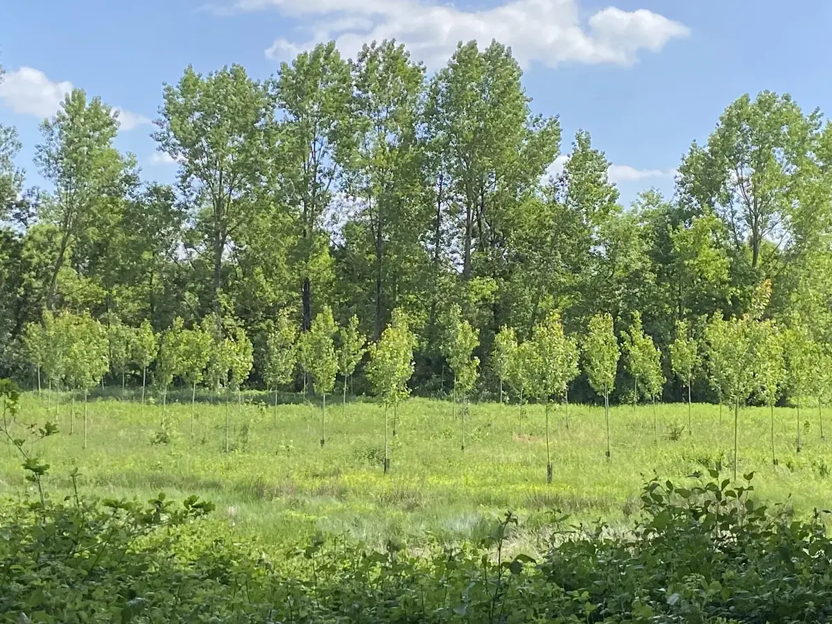 le bois de la bavriere — photo 2