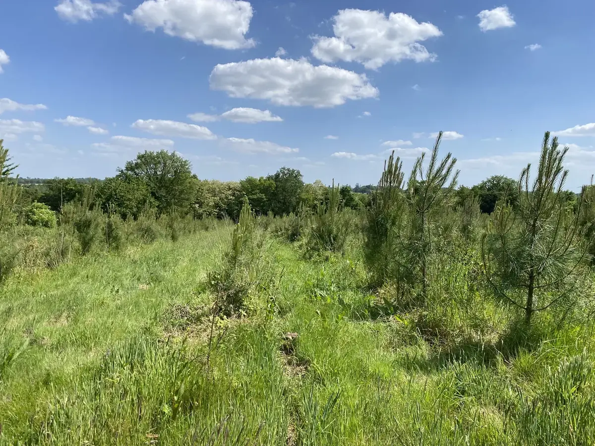 le bois de la bavriere — photo 4