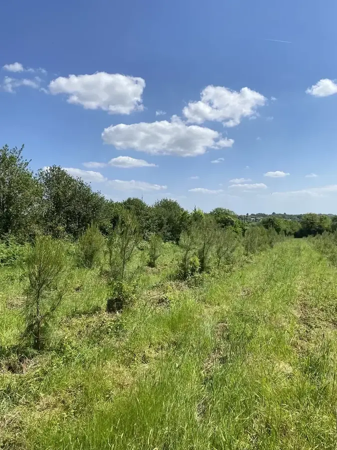 le bois de la bavriere — photo 5