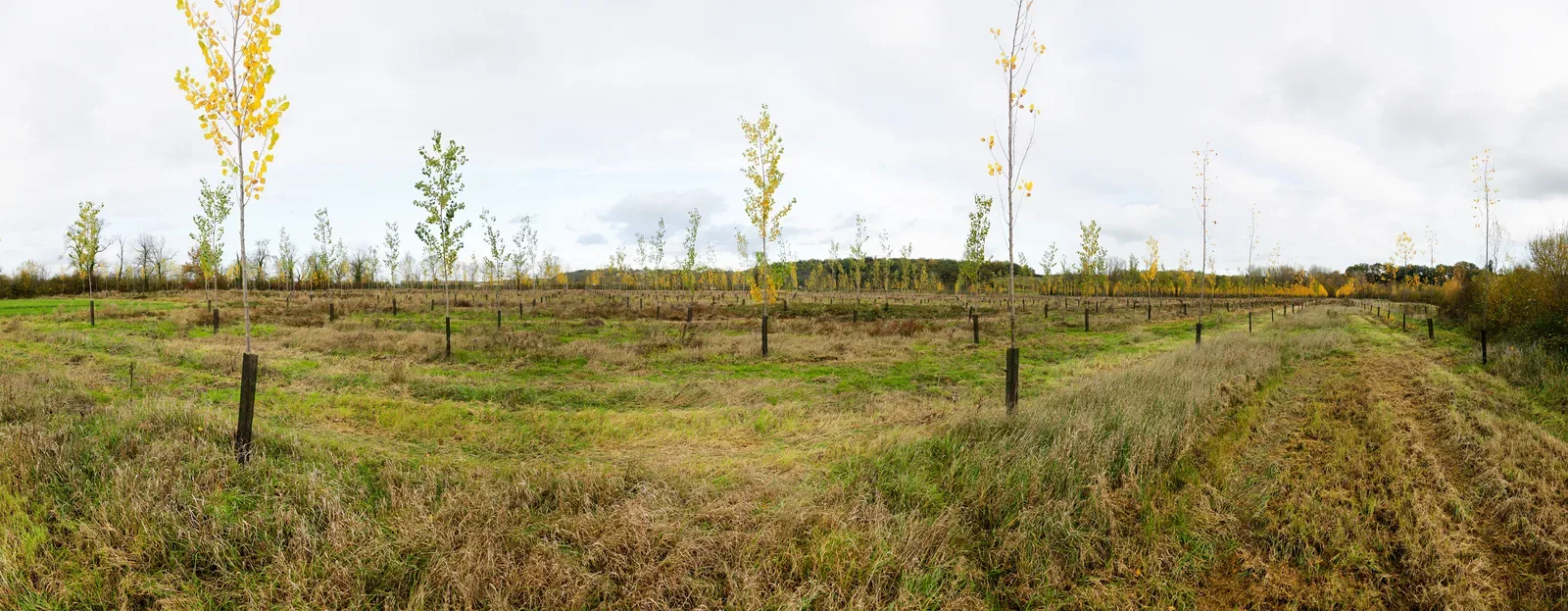 le bois du griffon — photo 1