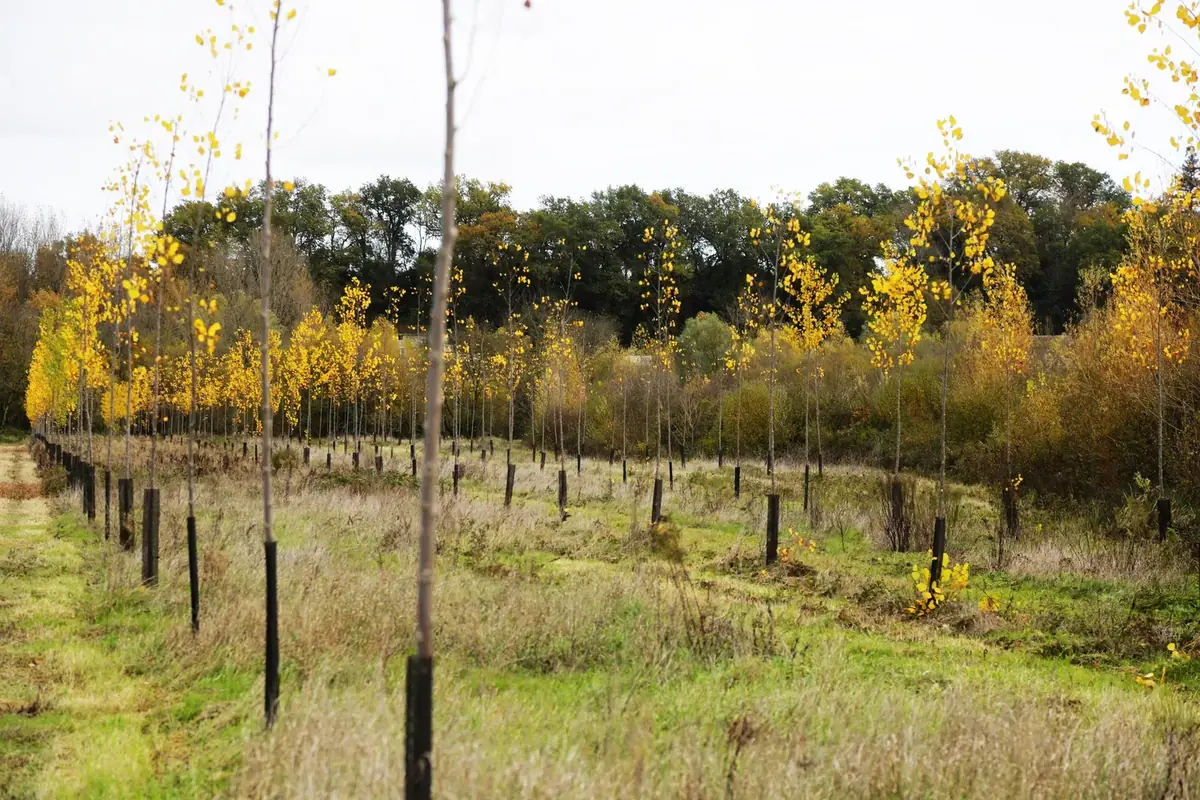 le bois du griffon — photo 2