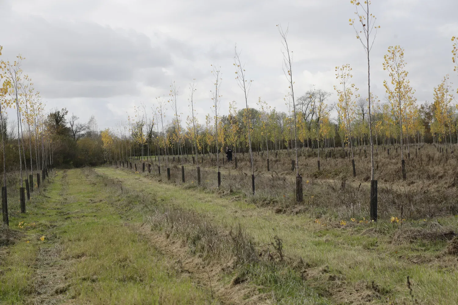 le bois du griffon — photo 3