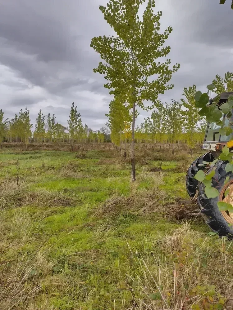 le bois du griffon — photo 5