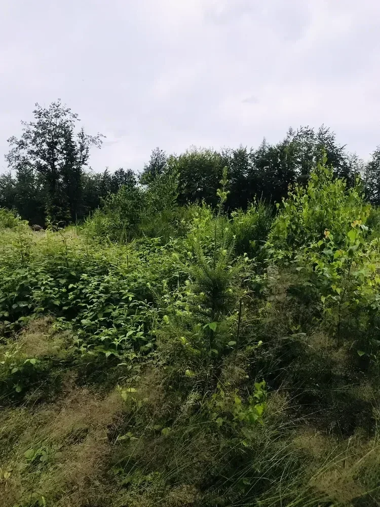 le bois de wahlenberg — photo 1