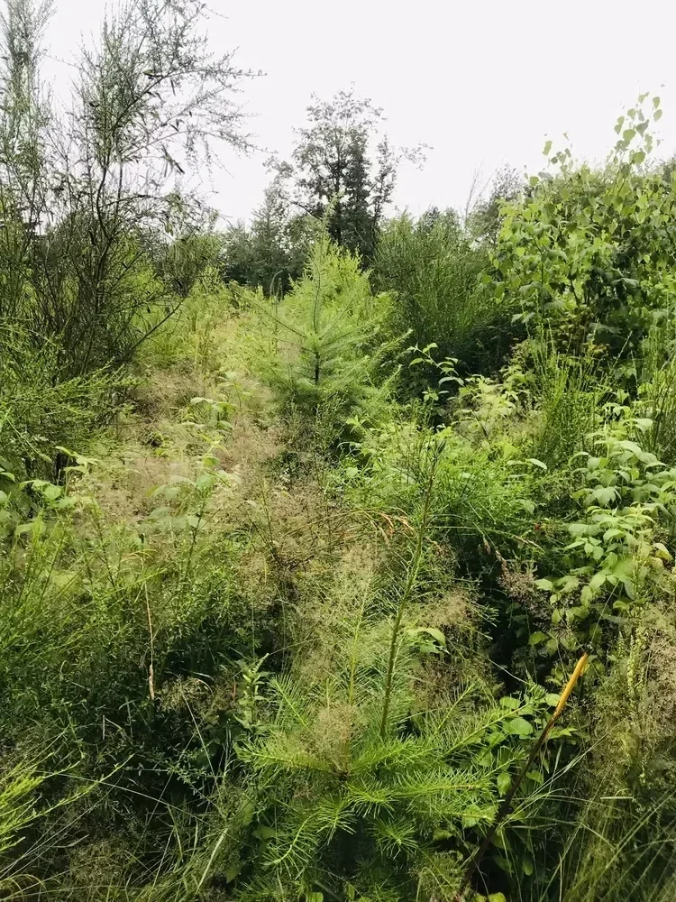 le bois de wahlenberg — photo 2