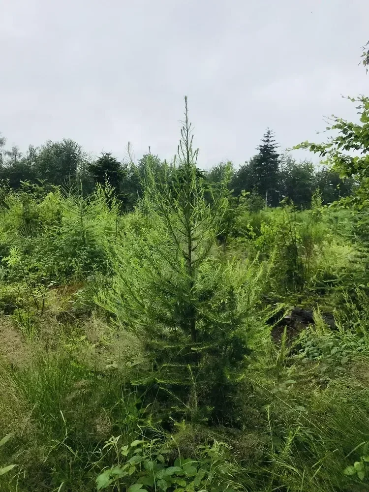 le bois de wahlenberg — photo 3