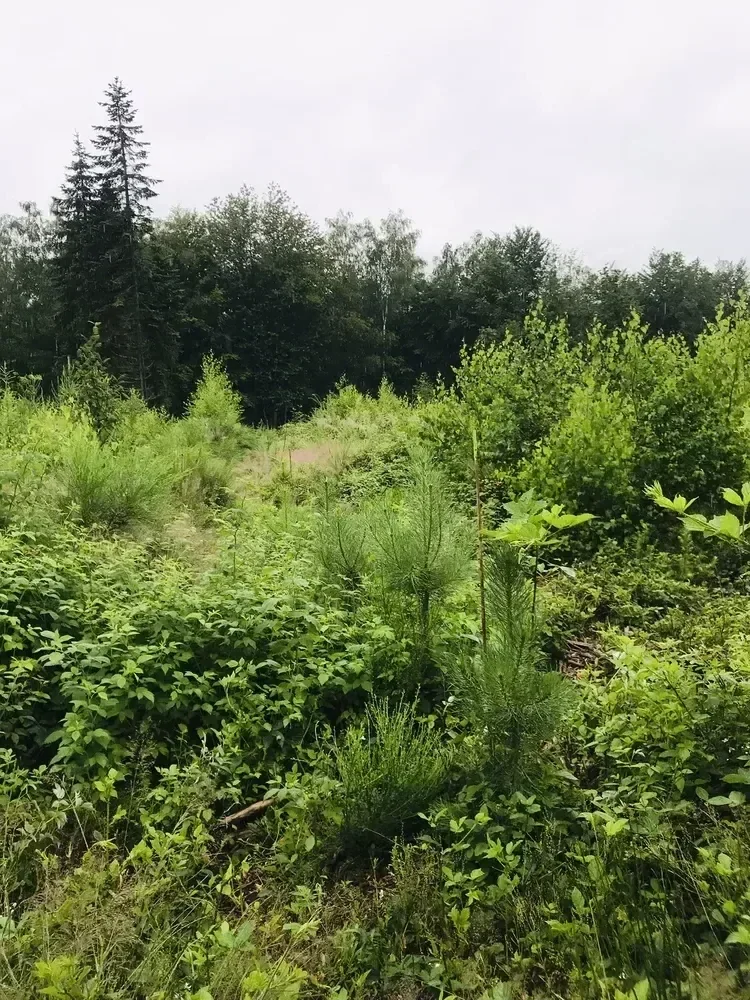 le bois de wahlenberg — photo 4