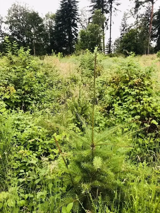 le bois de wahlenberg — photo 5