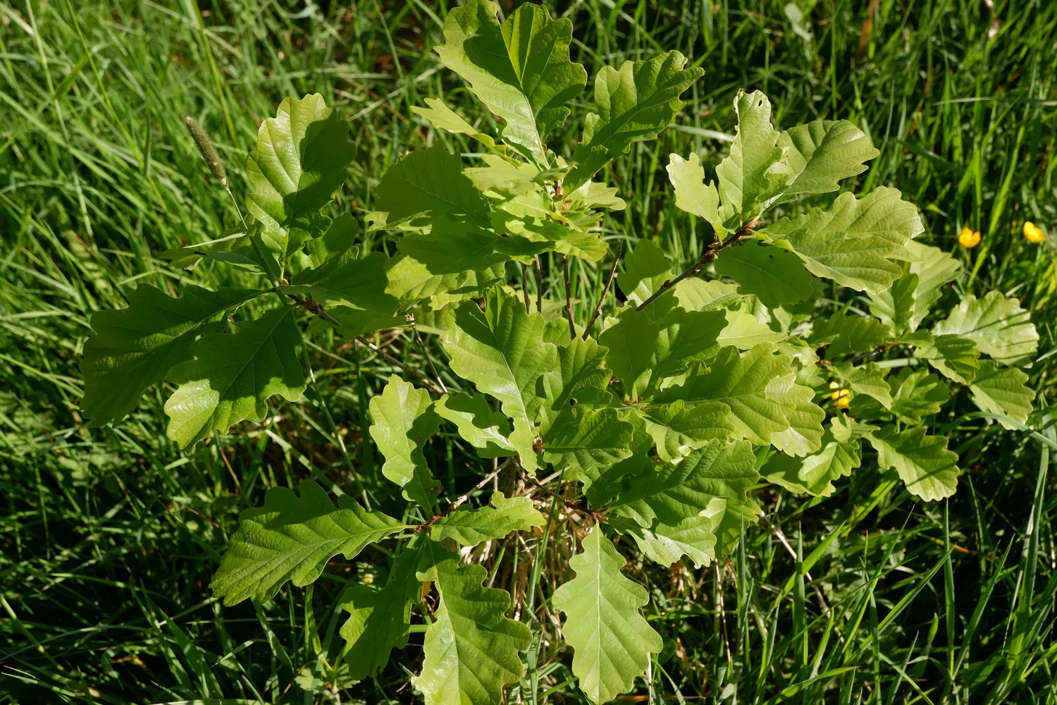 le bois de la bruyere — photo 2
