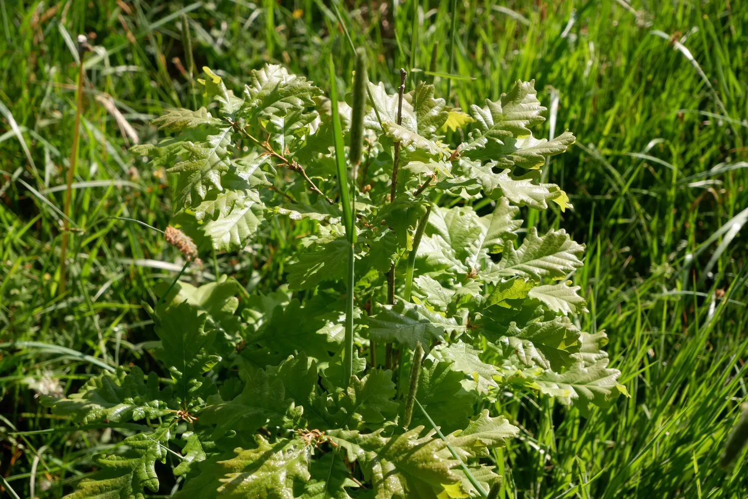 le bois de la bruyere — photo 3