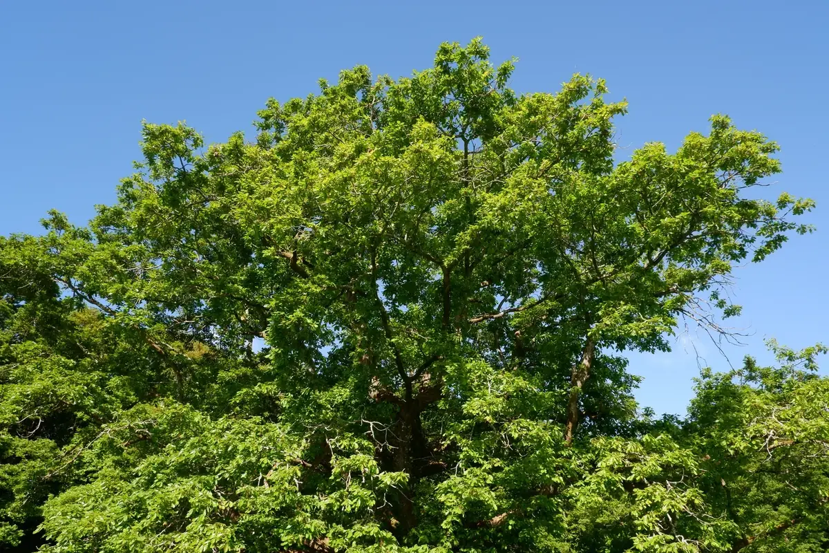 le bois de la bruyere — photo 4