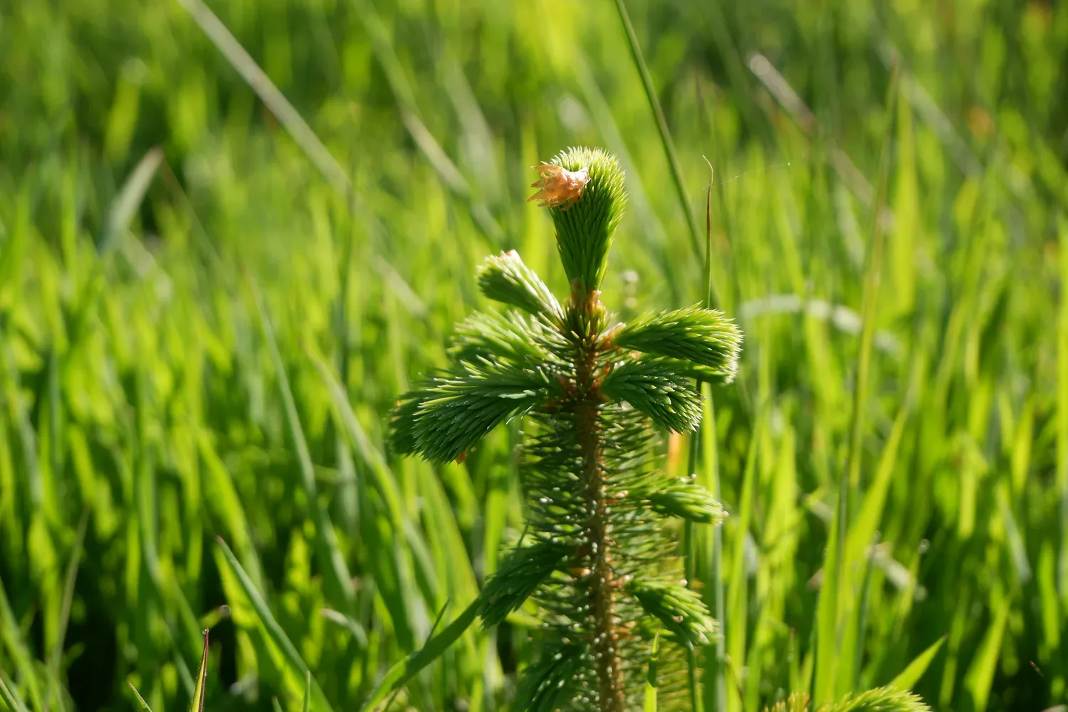 le bois de la bruyere — photo 5