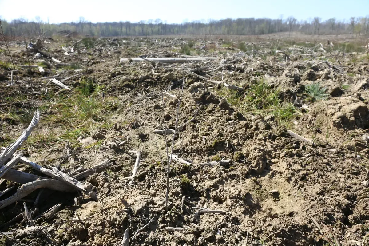 le bois de talmay — photo 1