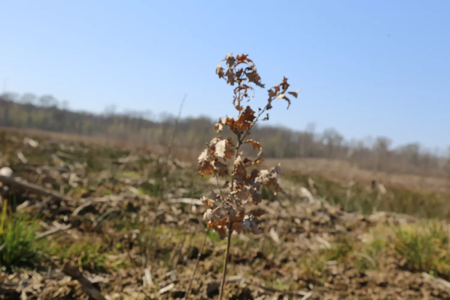le bois de talmay — photo 2