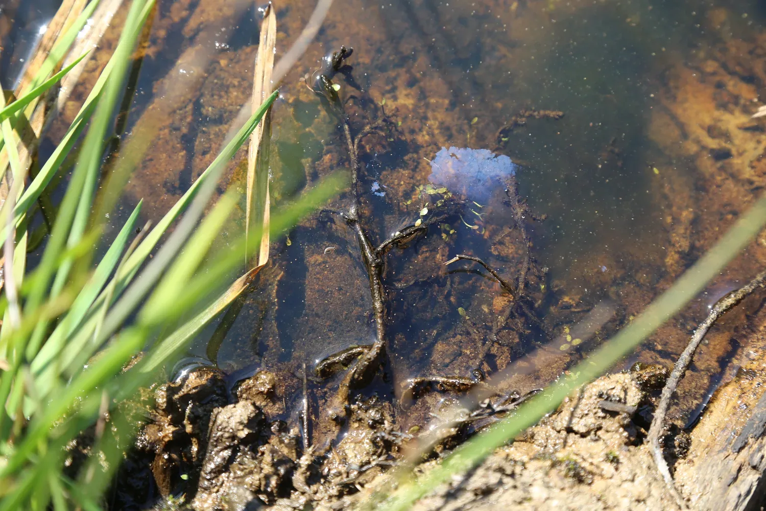 le bois de talmay — photo 3