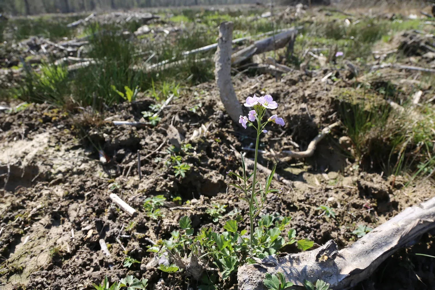 le bois de talmay — photo 4