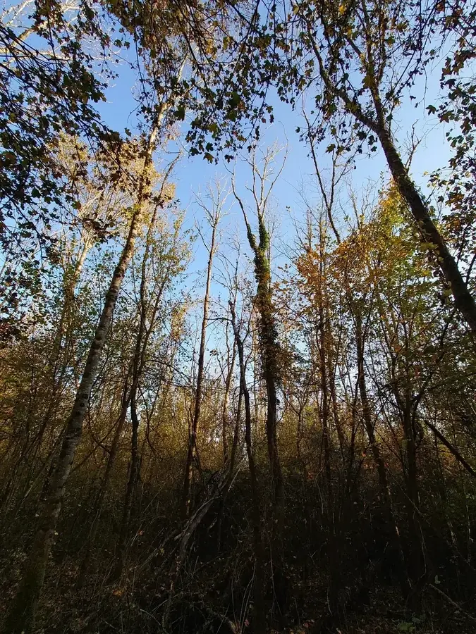 le bois des petites charmes — photo 1