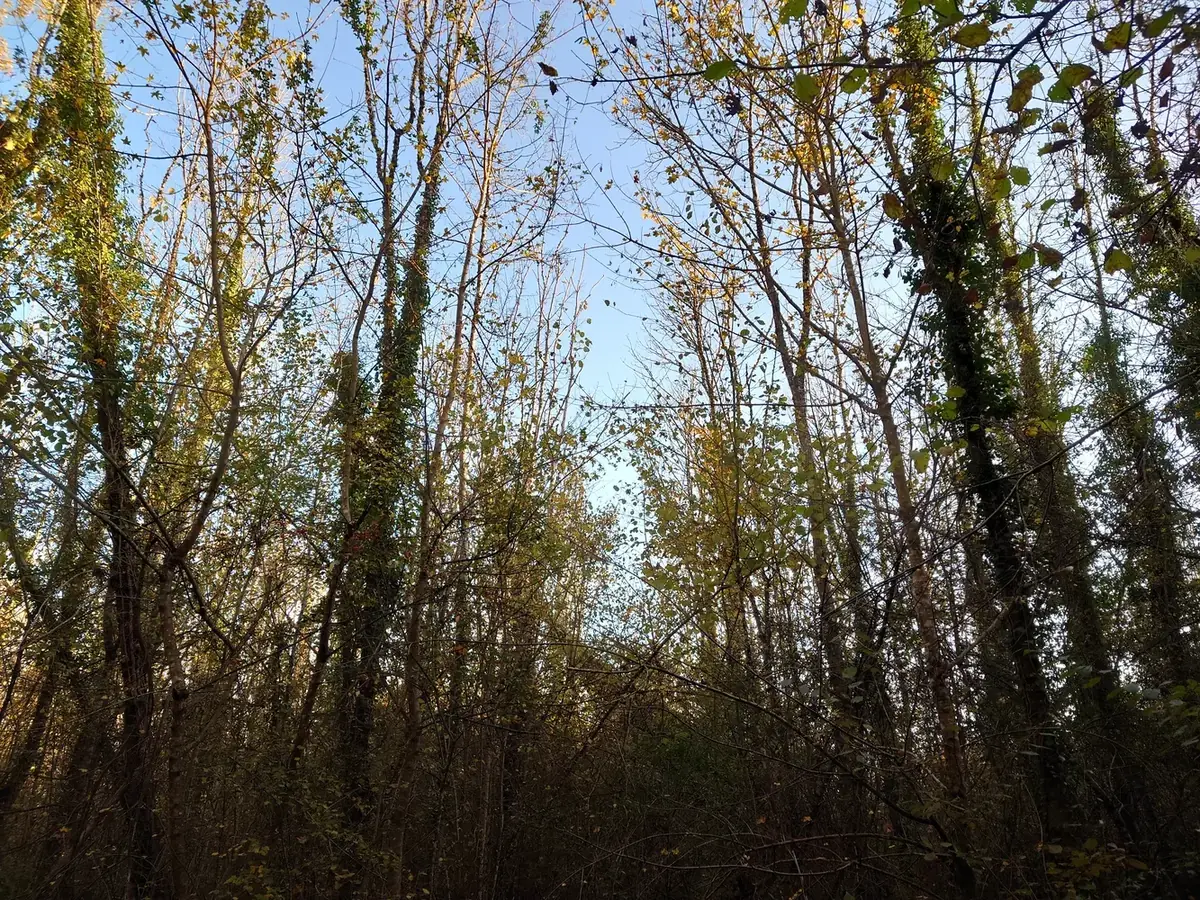 le bois des petites charmes — photo 2