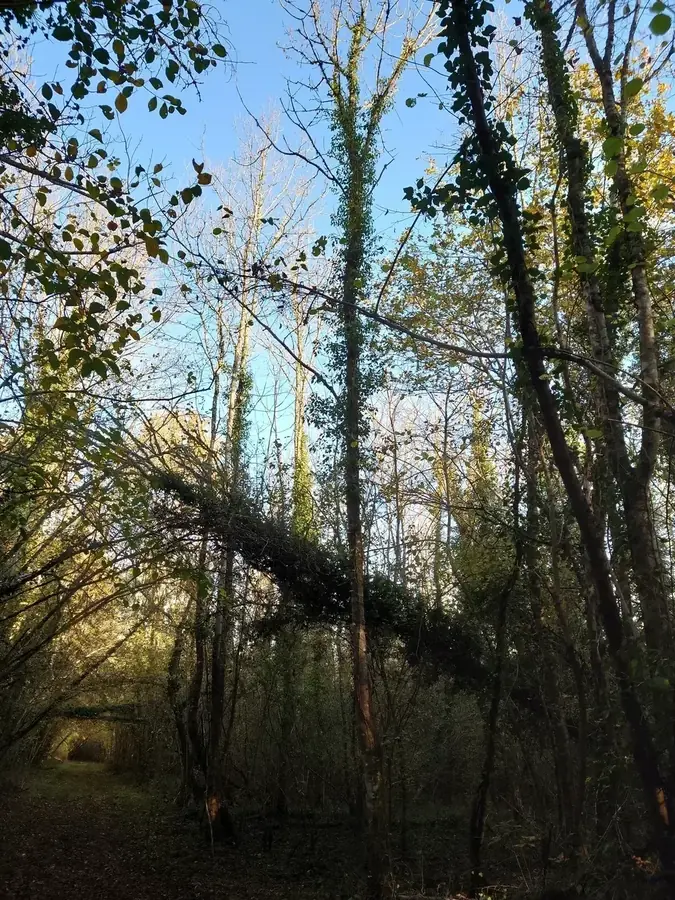 le bois des petites charmes — photo 3