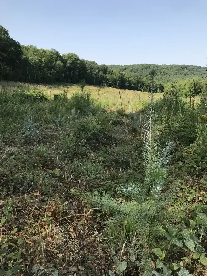 le c ur des bois — photo 2