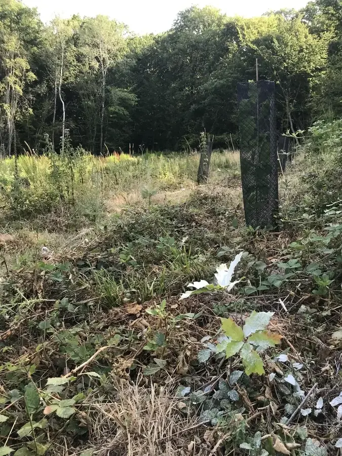 le c ur des bois — photo 3