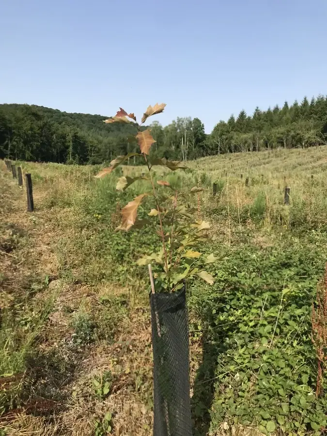 le c ur des bois — photo 4