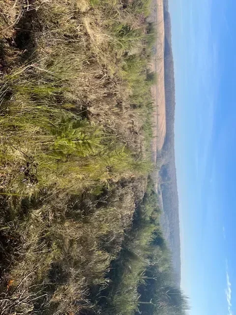 le bois de l eminence — photo 1