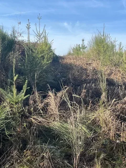 le bois de l eminence — photo 2