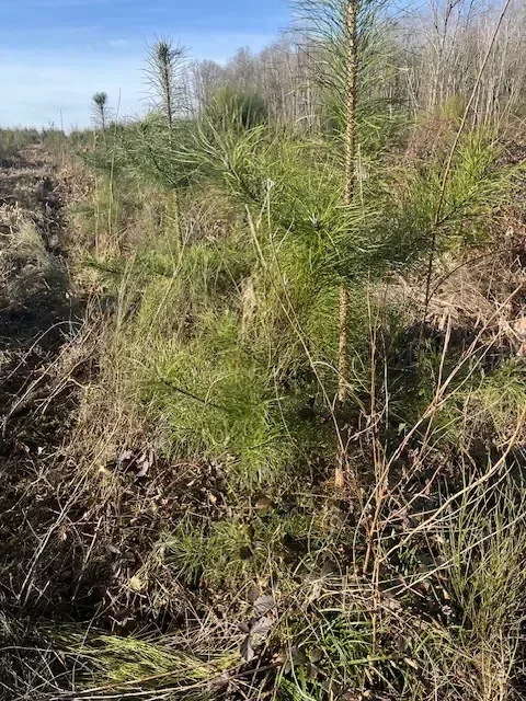 le bois de l eminence — photo 3