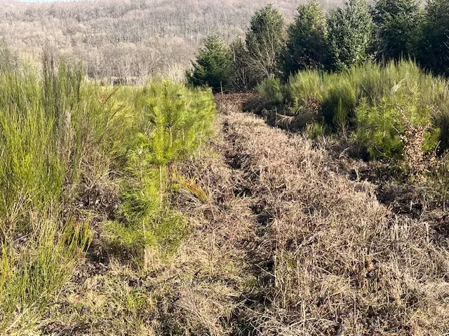 le bois de l eminence — photo 4