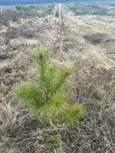 le bois de charnouveau — photo 1