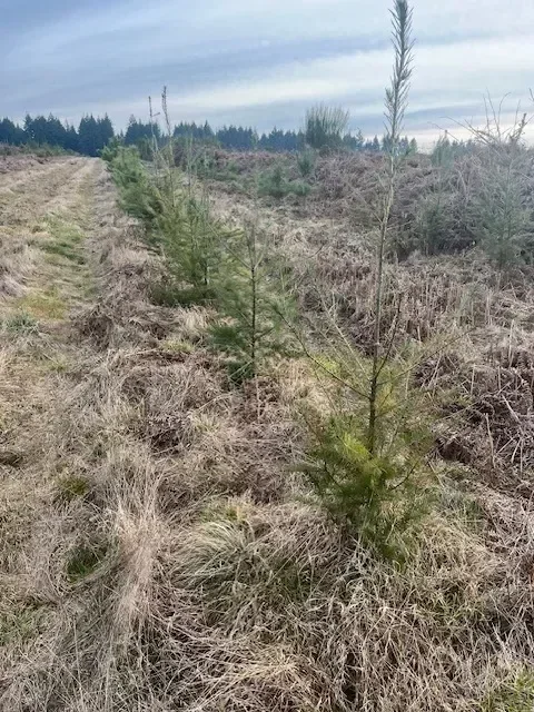 le bois de charnouveau — photo 2