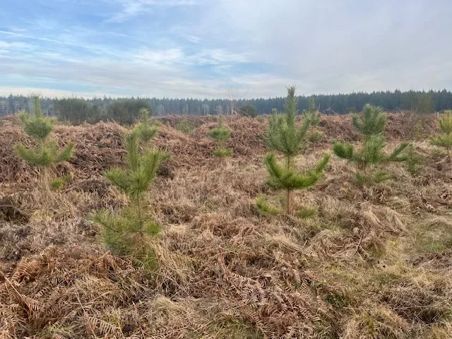 le bois de charnouveau — photo 3