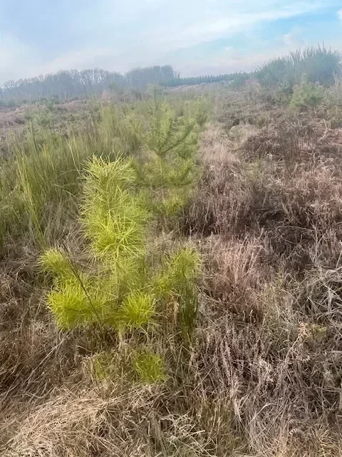 le bois de charnouveau — photo 4